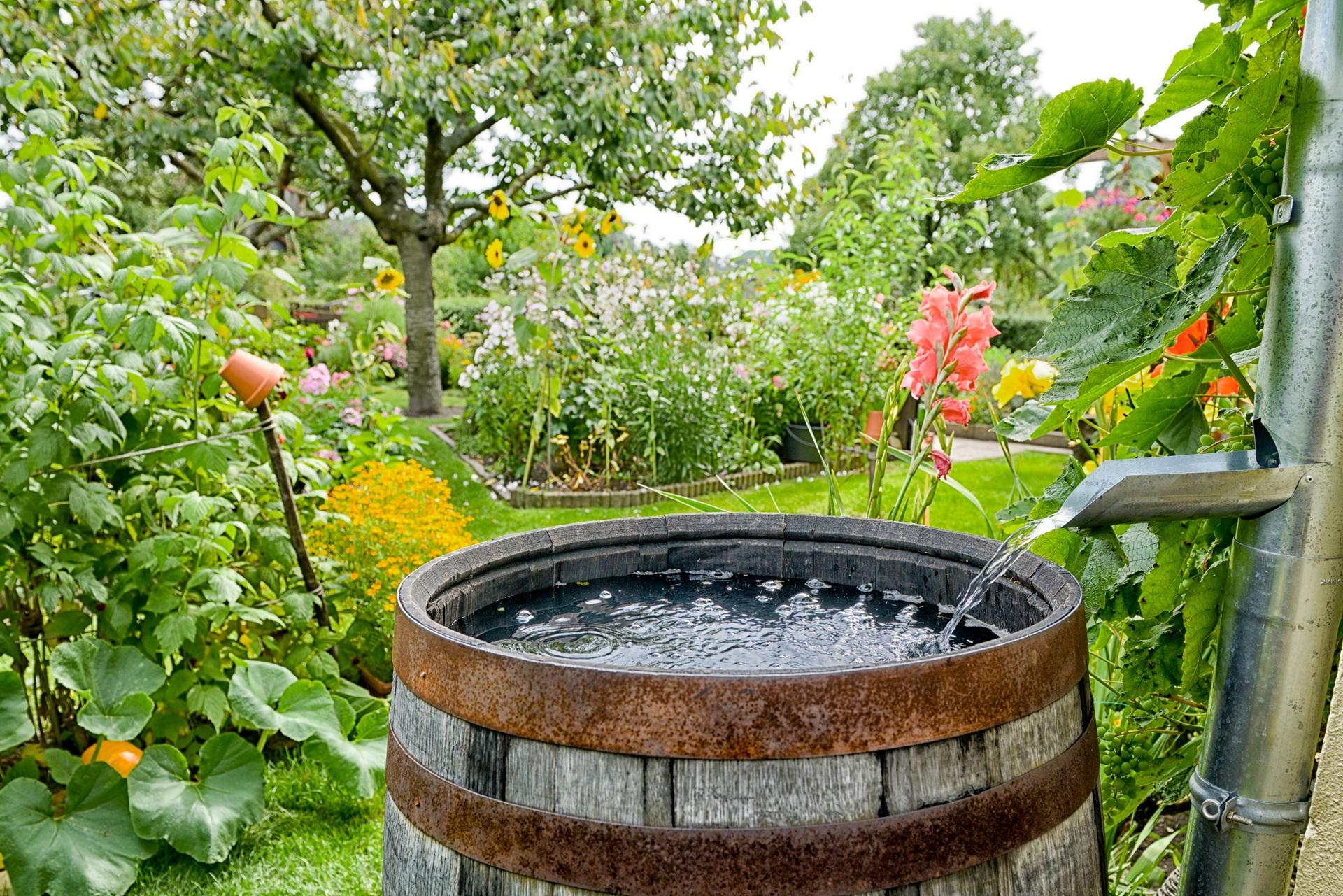 Regenwasser läuft in Fass neben Blumen | Tauchpumpe für Zisterne

